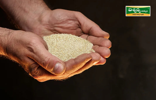 Hands Cupping Aishwarya Hand-Pound Rice Grains